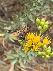 Poecilanthrax arethusa