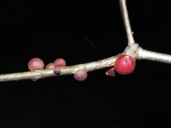 Disholcaspis globosa