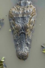 Caiman yacare