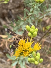 Poecilanthrax arethusa