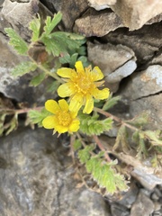 Geum reptans
