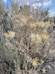 Tetradymia canescens