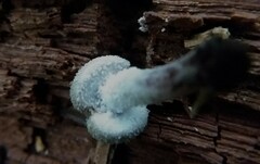 Melanophyllum haematospermum