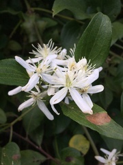 Clematis
