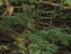 Acrocephalus scirpaceus