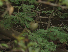 Acrocephalus scirpaceus