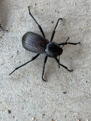 Tenebrionidae