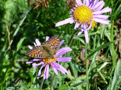 Boloria napaea
