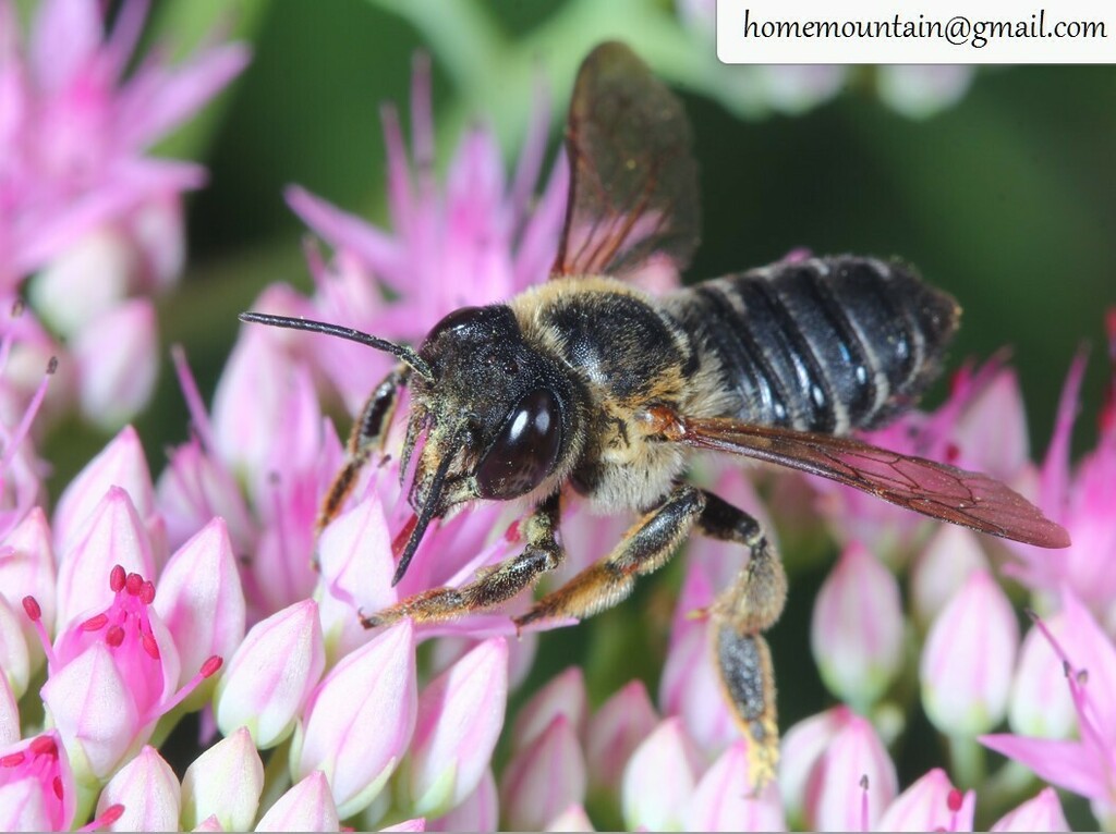 Megachile humilis