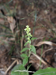Solidago bicolor