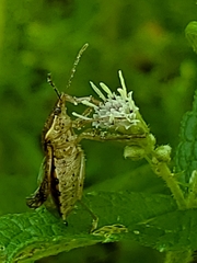 Podisus maculiventris