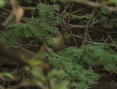 Acrocephalus scirpaceus