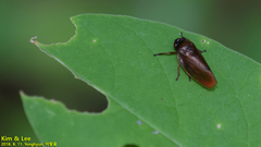 Eoscarta assimilis