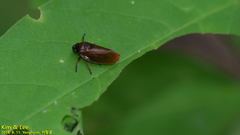 Eoscarta assimilis