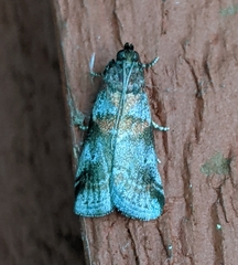 Acrobasis suavella