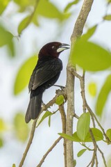 Ramphocelus carbo