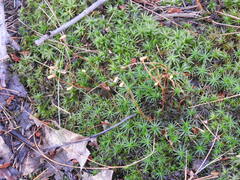 Polytrichastrum ohioense