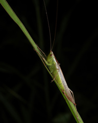 Conocephalus maculatus