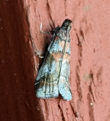 Acrobasis suavella