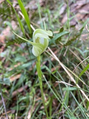 Pterostylis alpina