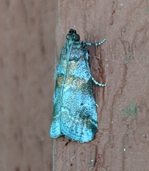 Acrobasis suavella