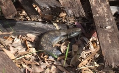 Tiliqua scincoides