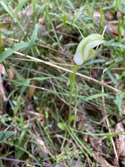 Pterostylis alpina