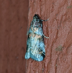 Acrobasis suavella
