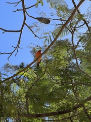 Pyrocephalus rubinus