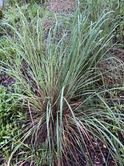 Sorghastrum secundum