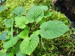 Viola
