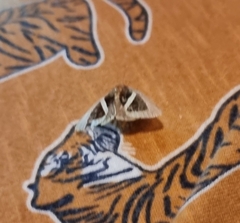 Chalciope mygdon