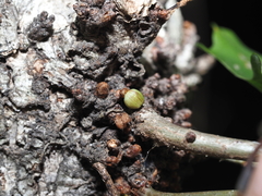 Andricus deciduatus
