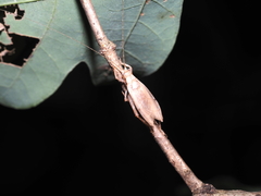 Hapithus saltator