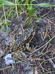 Anura