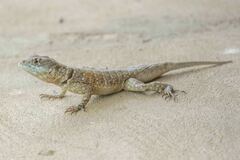 Tropidurus