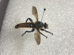 Laphria