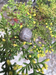 Cupressus
