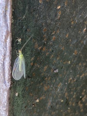 Chrysopa quadripunctata