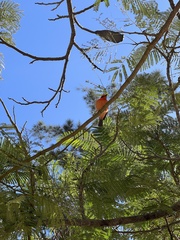 Pyrocephalus rubinus