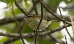 Phylloscopus sarasinorum