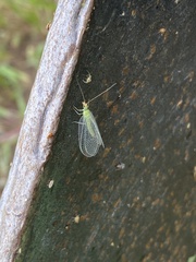 Chrysopa quadripunctata
