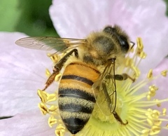 Apis mellifera
