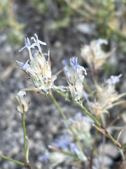 Eriastrum wilcoxii