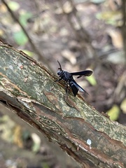 Myrmecopsis strigosa