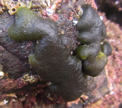 Codium convolutum