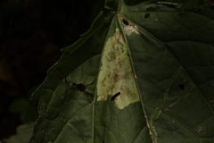 Calycomyza