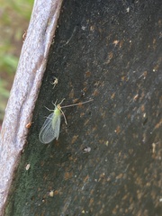 Chrysopa quadripunctata