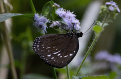 Euploea westwoodii