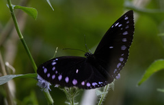 Euploea westwoodii